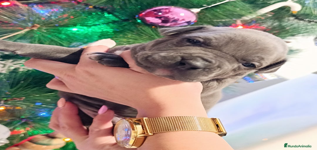 Imagen de galería {{count}}