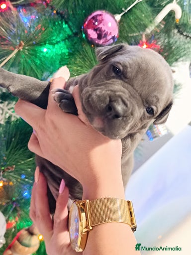 Imagen de galería {{count}}