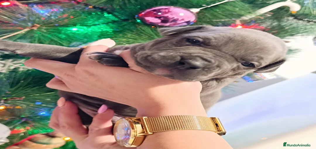 Imagen de galería {{count}}