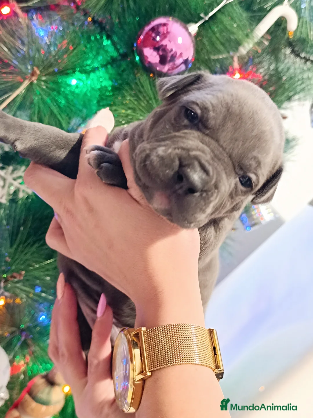 Imagen de galería {{count}}