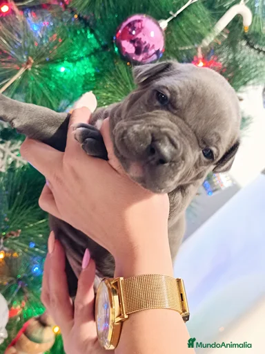 Imagen de galería {{count}}