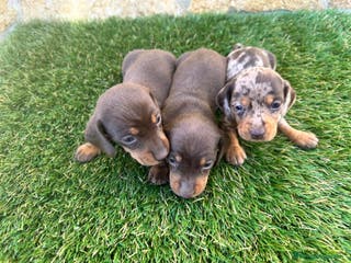 Teckel perros Teckel Mini - Anuncio 11