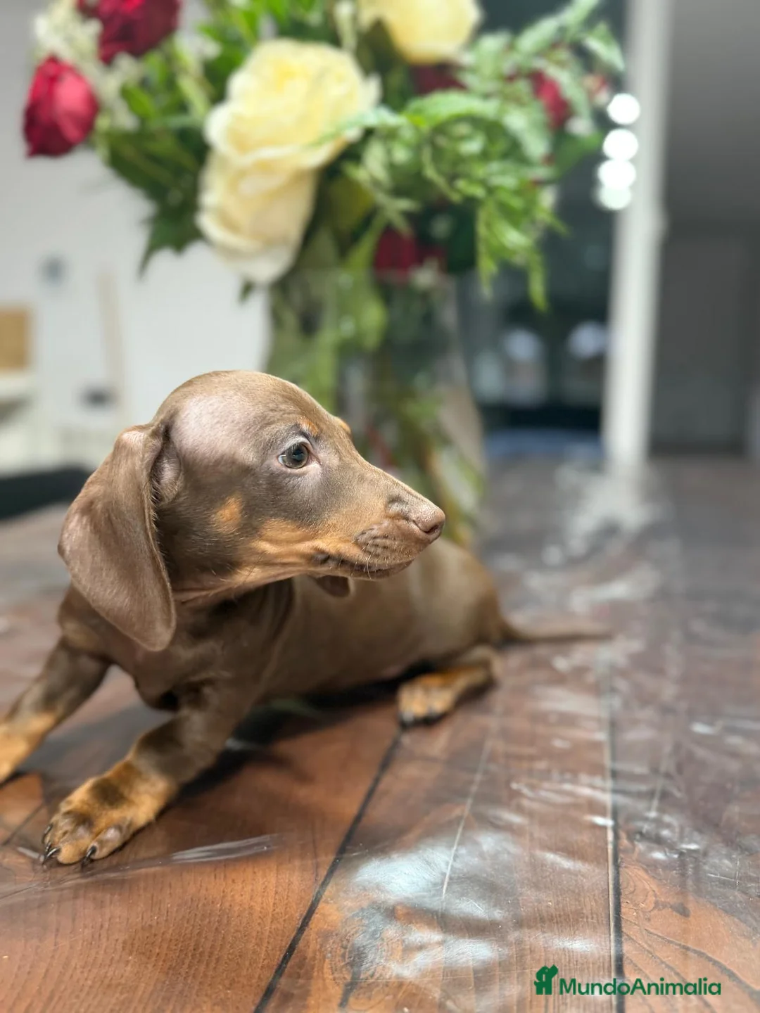 Teckel Miniatura perros en venta: Teckel chocolate 🍫♂️♀️🍫 - Anuncio 2