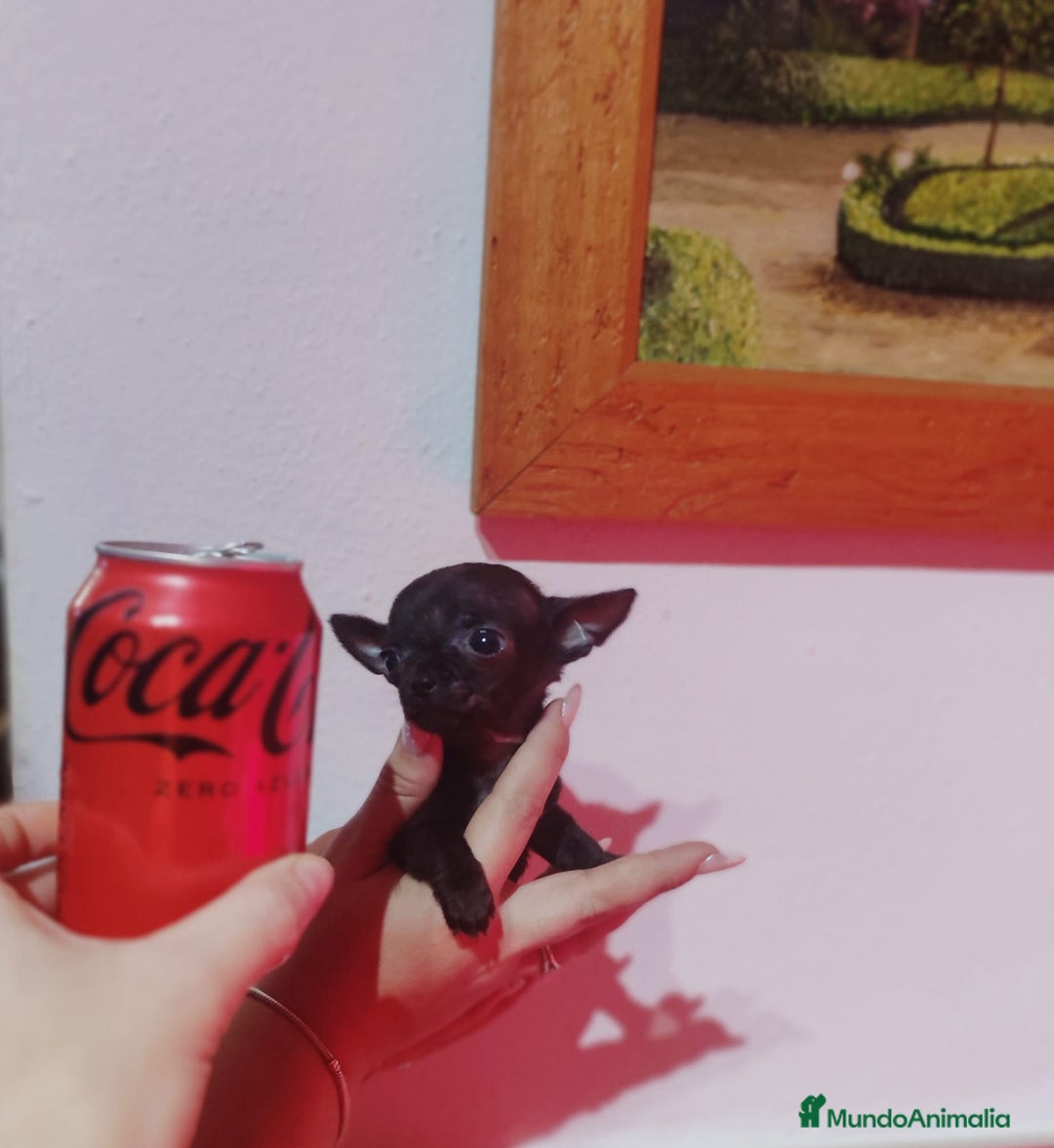 Chihuahua perros en venta: Chihuahua  - Anuncio 1