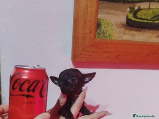 Chihuahua perros Chihuahua - Anuncio 8