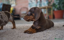 Teckel Miniatura perros en venta: ✨ Cacao y Bomgo – Tekel chocolate ✨ - Imagen 2