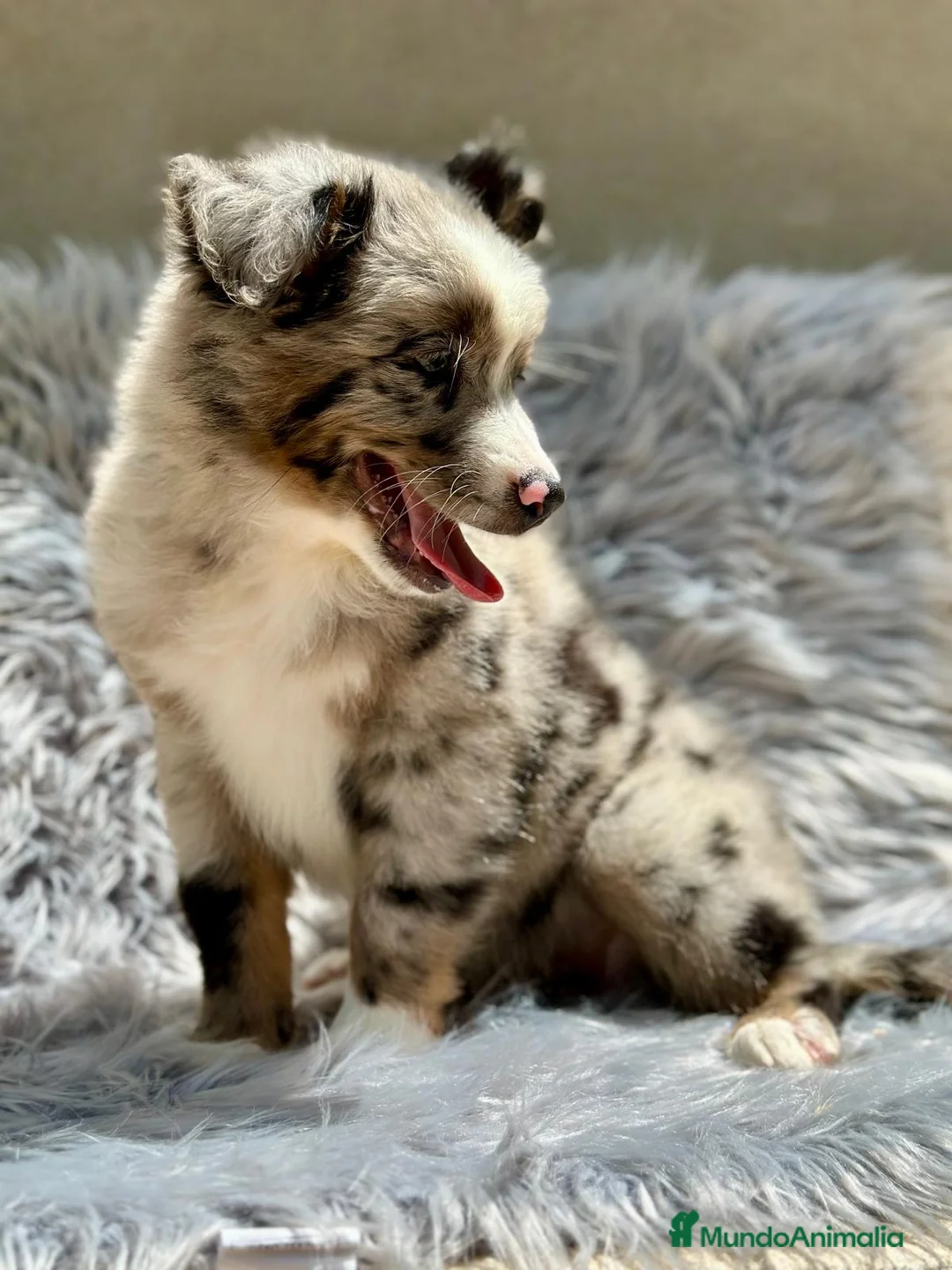 Pastor Australiano perros en venta: Pastor australiano merle - Anuncio 3