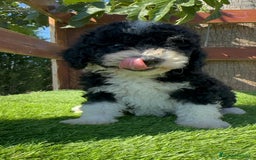 Perro de Agua Español perros en venta: PERRO DE AGUA MACHO - Imagen 22