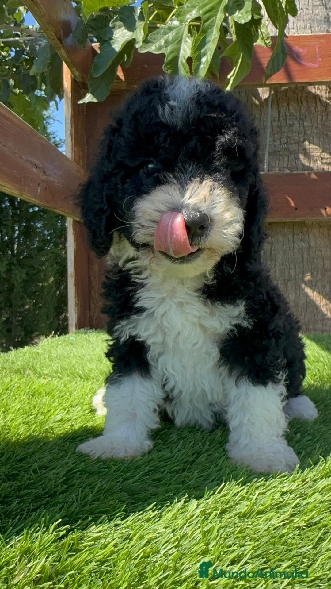 Perro de Agua Español perros en venta: PERRO DE AGUA MACHO - Imagen 22