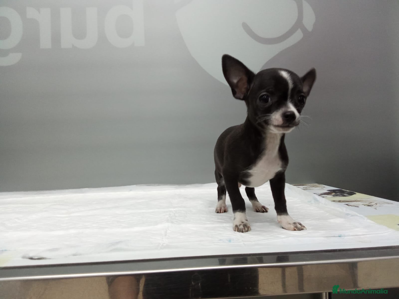 Chihuahua perros CHIHUAHUA EXCLUSIVO BLUE – LÍNEA PREMIUM 🐾 - Anuncio 3