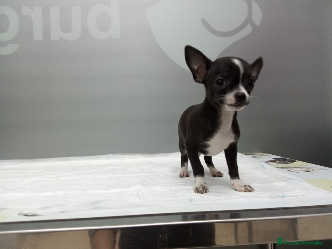 Chihuahua perros en venta: CHIHUAHUA EXCLUSIVO BLUE – LÍNEA PREMIUM 🐾 - Anuncio 1