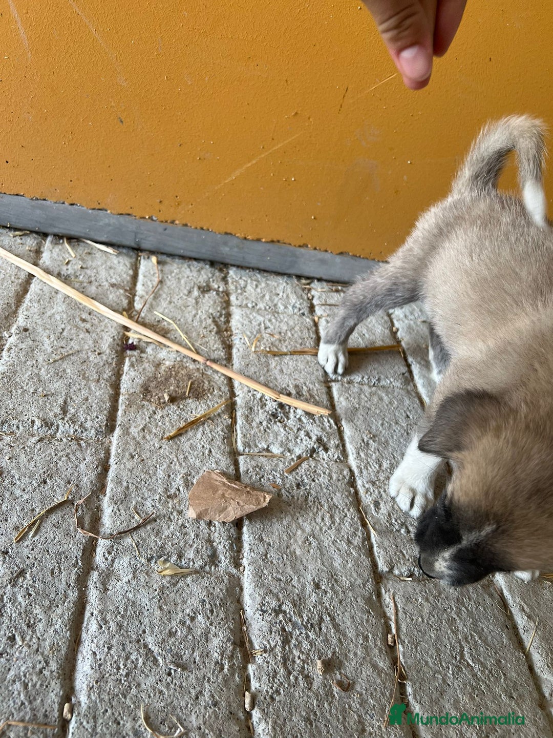 Mastín Español perros en venta: Mastina español  - Imagen 3