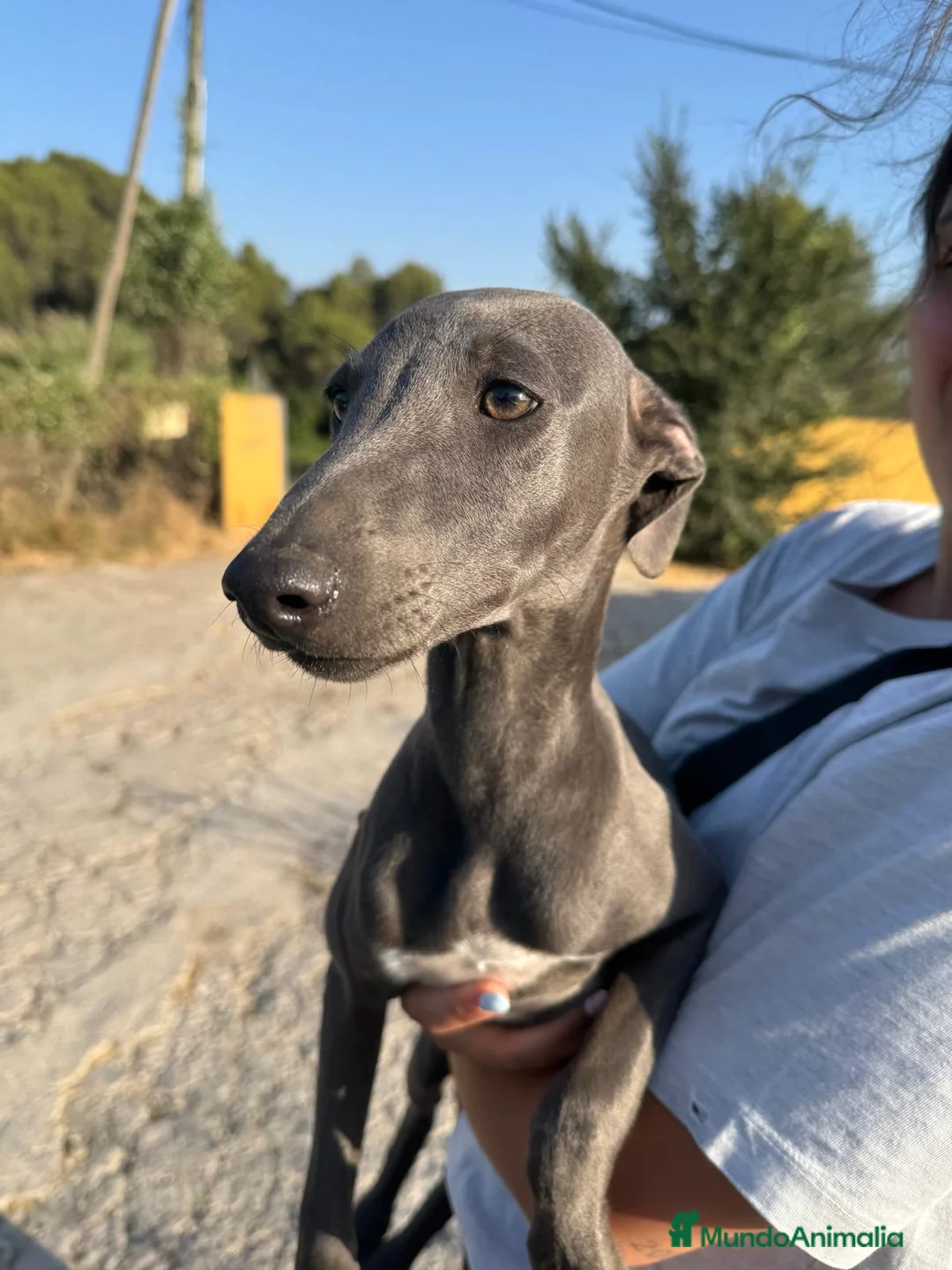 Whippet perros en venta: Whipper macho blue  - Anuncio 2