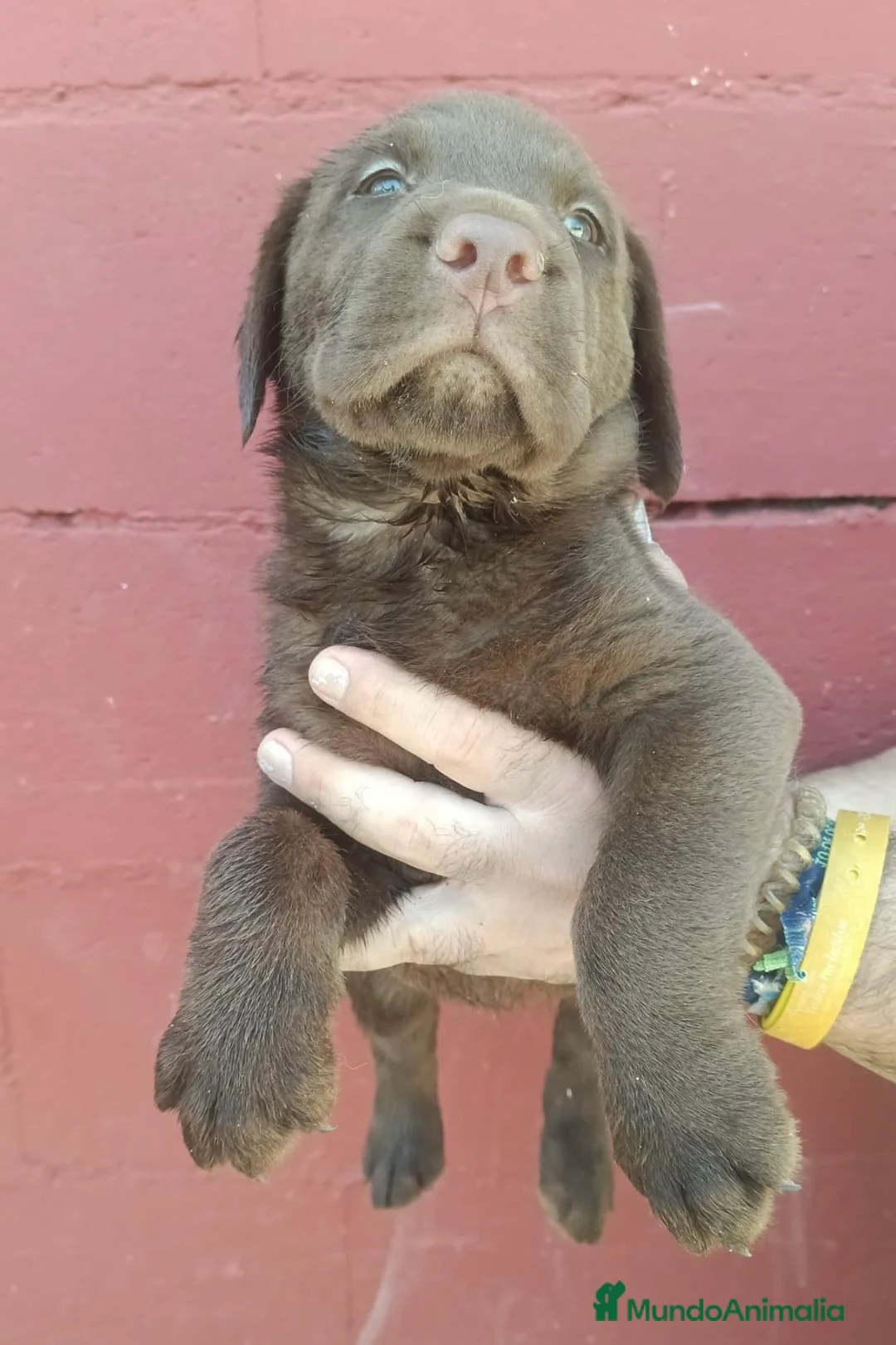 Labrador Retriever perros en venta: Labrador retriever chocolate🐶🐾 en Málaga - Anuncio 4