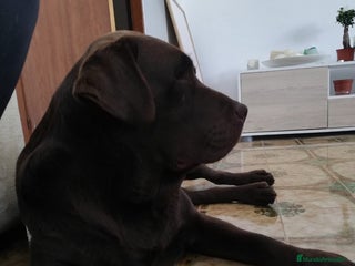 Labrador Retriever perros en Málaga - Anuncio 3