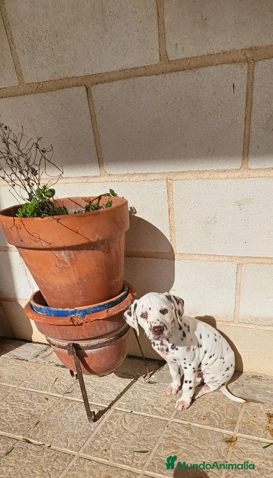 Dálmata perros en venta: Cachorros dálmatas - Anuncio 2