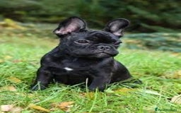 Bulldog Francés perros en venta: Preciosa camada de bulldog frances - Imagen 2