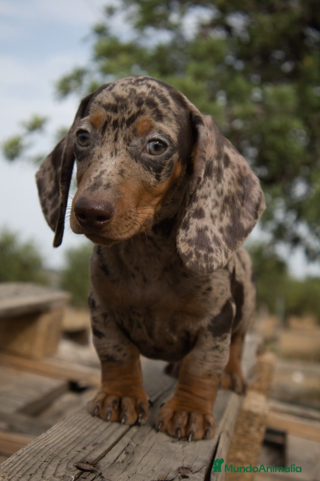 Teckel Miniatura perros TECKEL MINI ARLEQUIN CHOCOLATE - Anuncio 1