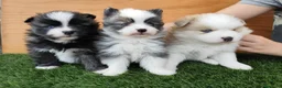 Pomsky perros en venta: Pomsky  - Anuncio 6