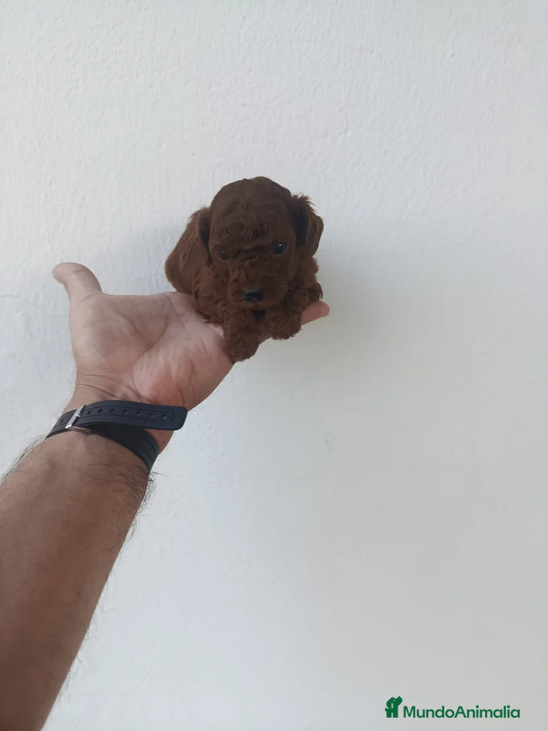 Caniche Toy perros en venta: PRECIOSOS CANICHE  ROJO LINEA ASIÁTICO  - Anuncio 19