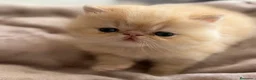 Persa gatos en venta: GATOS PERSAS/HIMALAYOS - Anuncio 3