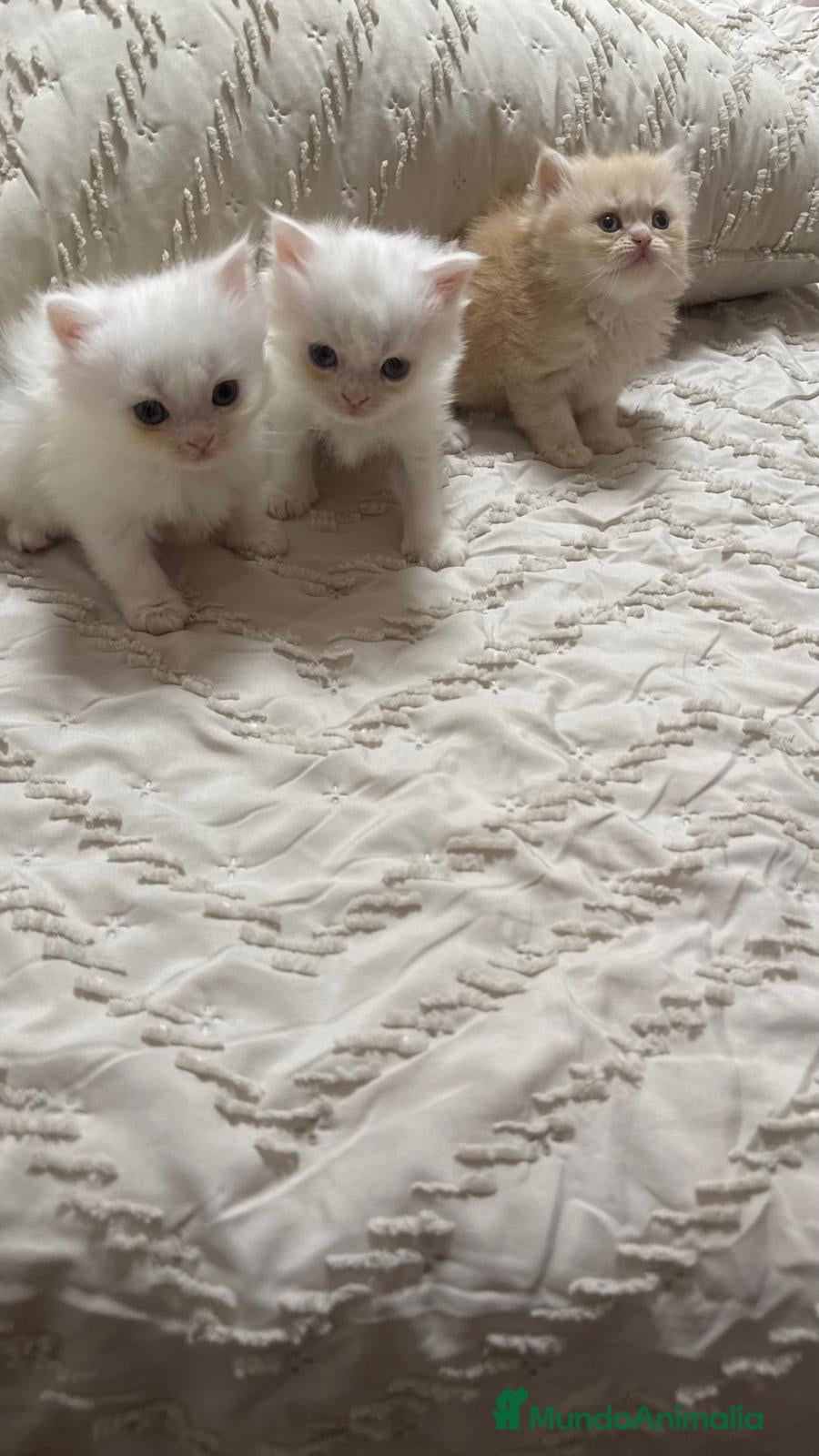 Persa gatos Gatos persas  - Anuncio 15
