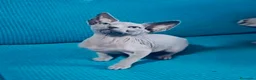 Sphynx gatos en venta: Sphynx  - Anuncio 3
