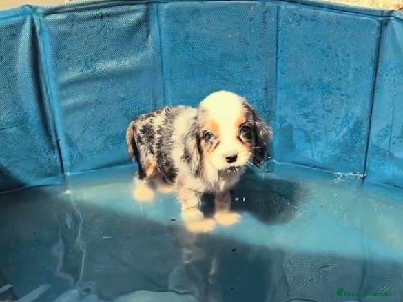 Cocker Spaniel Inglés perros Cocker merle  - Anuncio 3