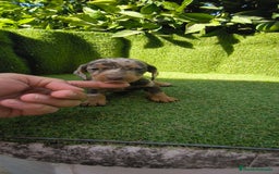 Teckel Miniatura perros en venta: camada teckel canichen muy pequeños  - Imagen 24