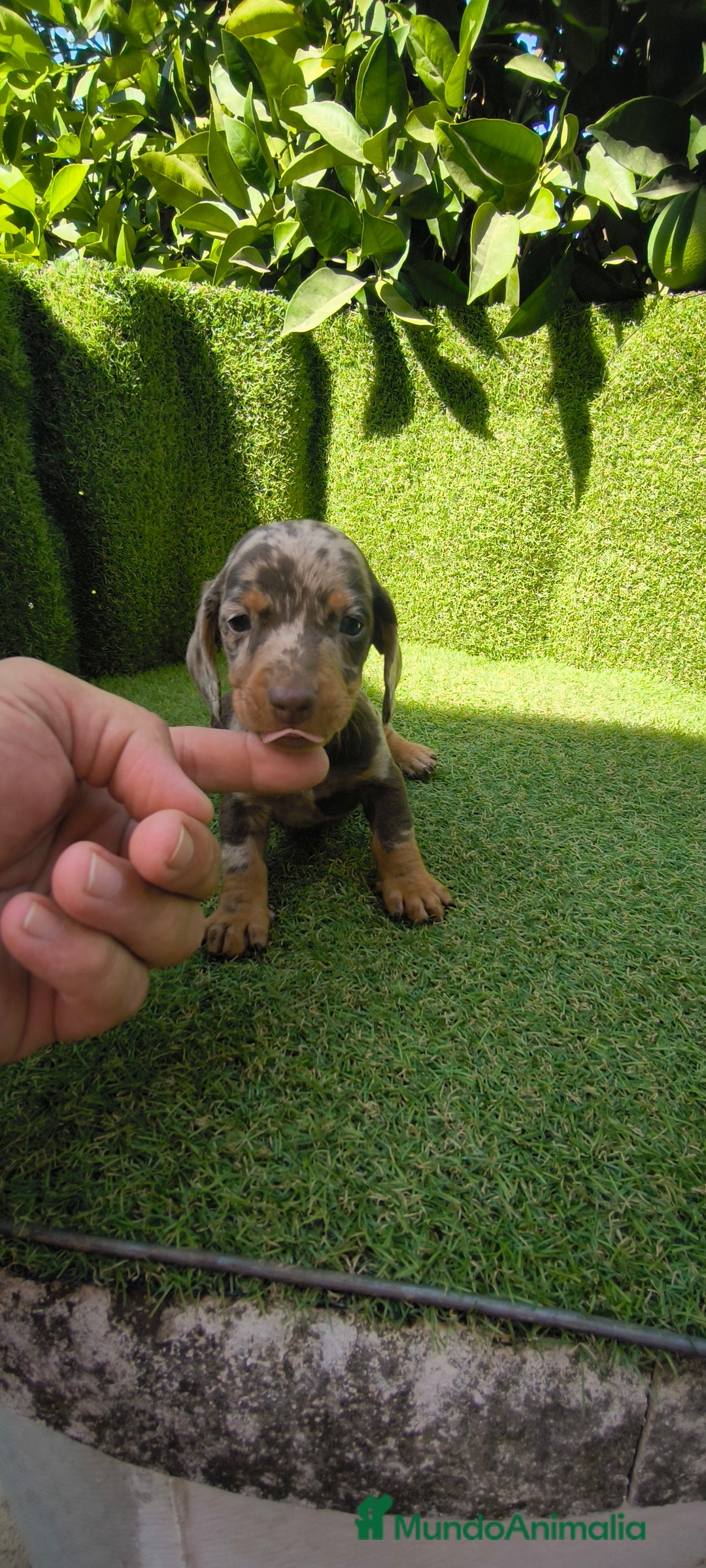 Teckel Miniatura perros en venta: camada teckel canichen muy pequeños  - Imagen 24
