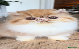 Persa gatos en venta: Hembra bicolor Roja  - Imagen 1