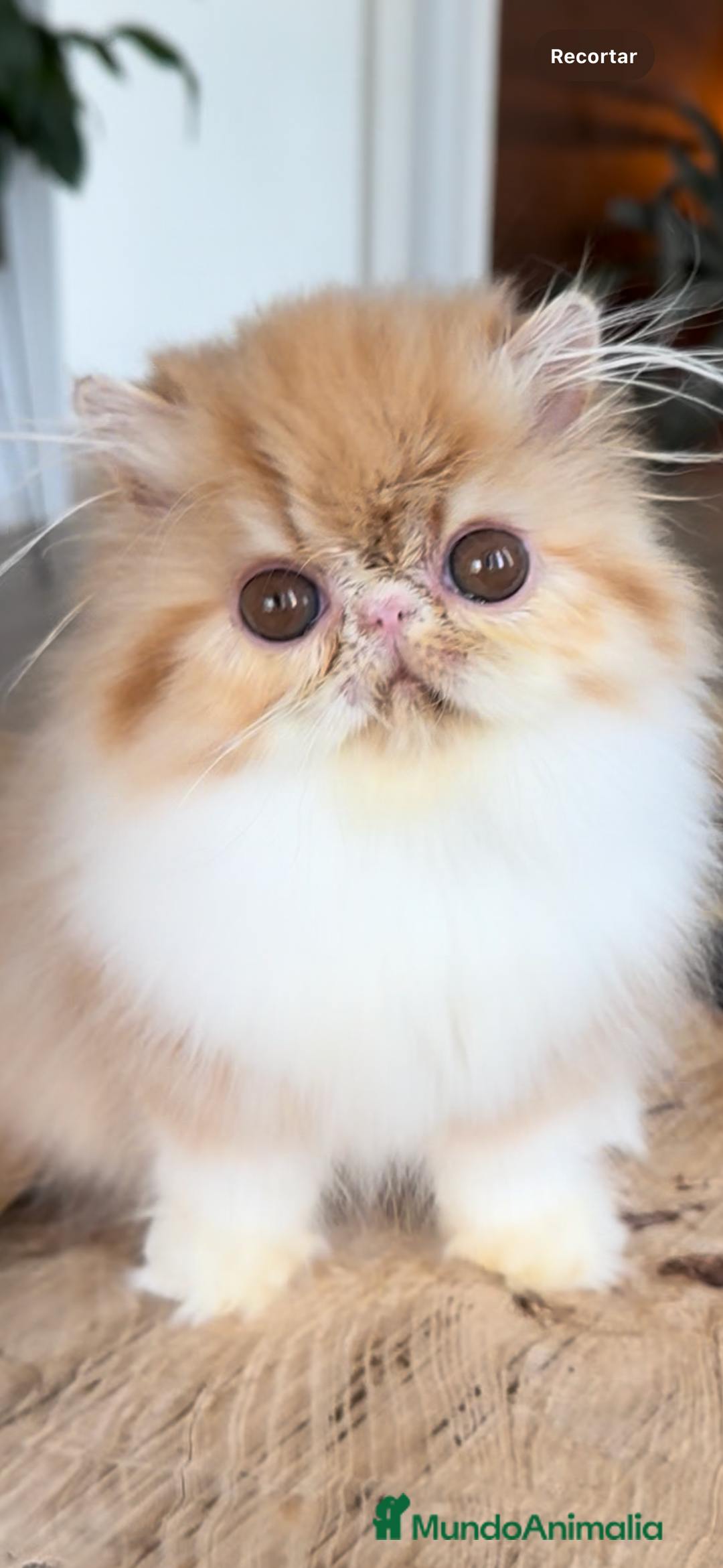 Persa gatos en venta: Hembra bicolor Roja  - Imagen 1