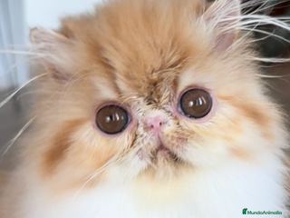 Persa gatos - Anuncio 5