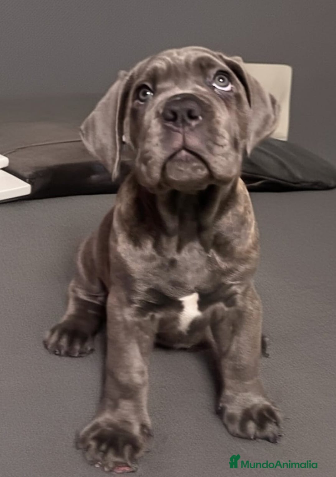 Cane Corso perros en venta: CACHORROS CANE CORSO  - Anuncio 5