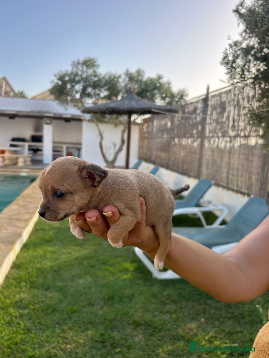 Chihuahua perros en venta: Últimos 3 chihuahuas !!!  - Imagen 2