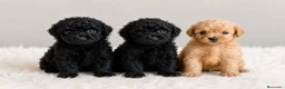 Caniche Toy perros en venta: Caniche Toy apricot y negro - Anuncio 2