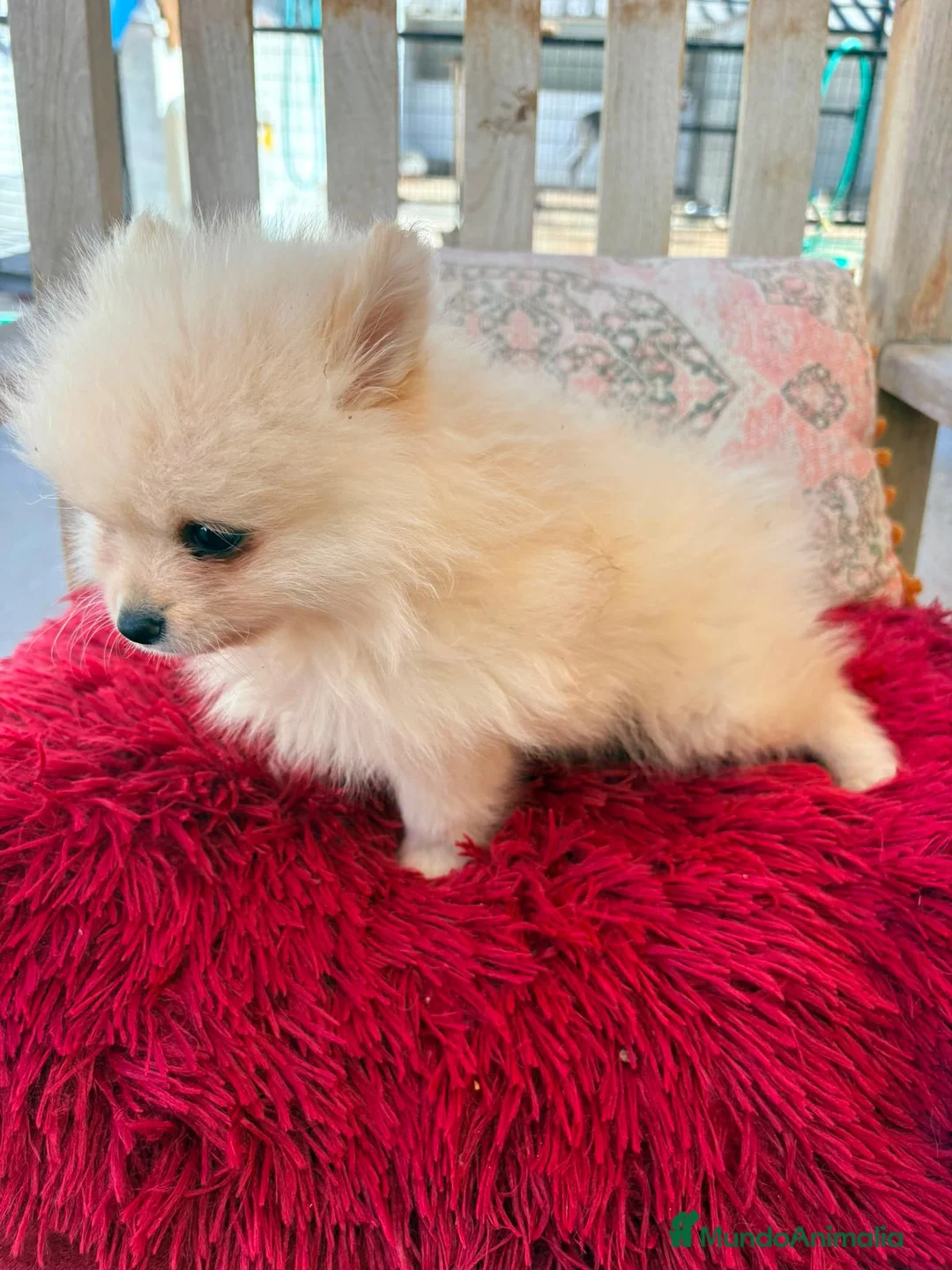 Pomerania perros en venta: Pomerania toy - Anuncio 16