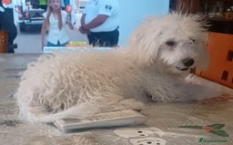 Caniche Toy perros en venta: Caniche toy - Imagen 1