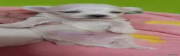Bichón Maltés perros en venta: Bichón maltés  - Anuncio 2