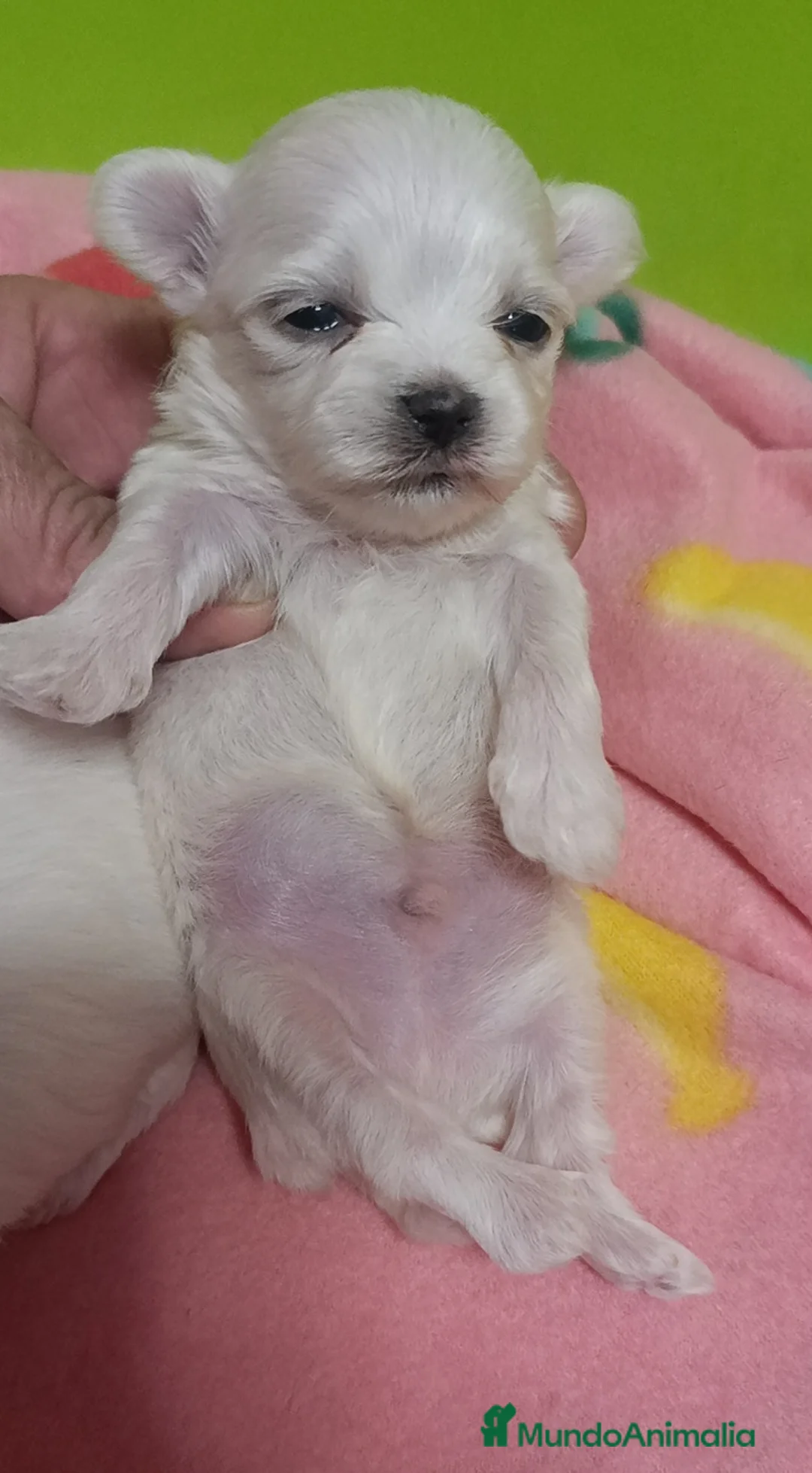 Bichón Maltés perros en venta: Bichón maltés  - Anuncio 2