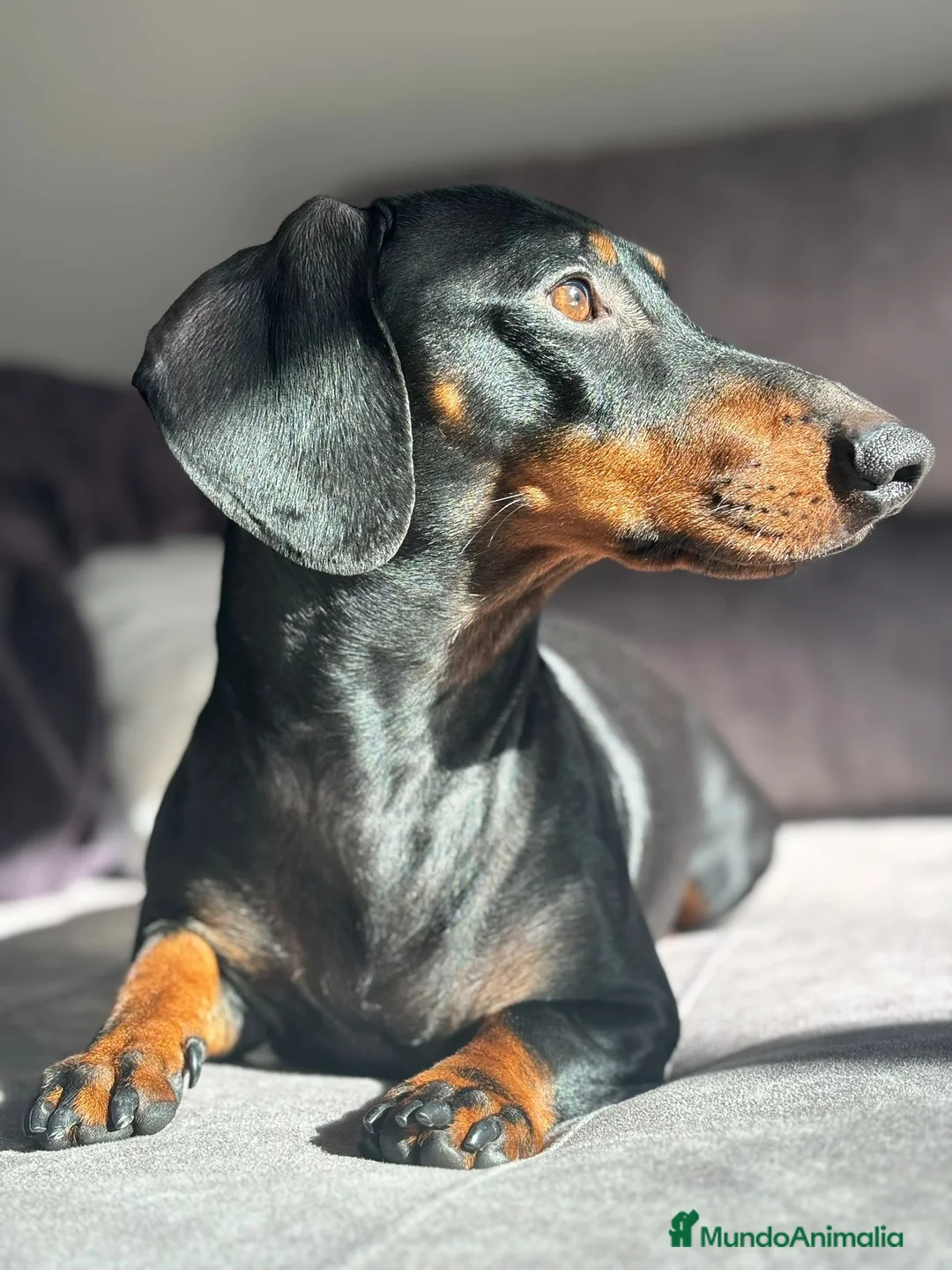 Teckel Miniatura perros en venta: Hembra miniatura  en Toledo - Anuncio 1