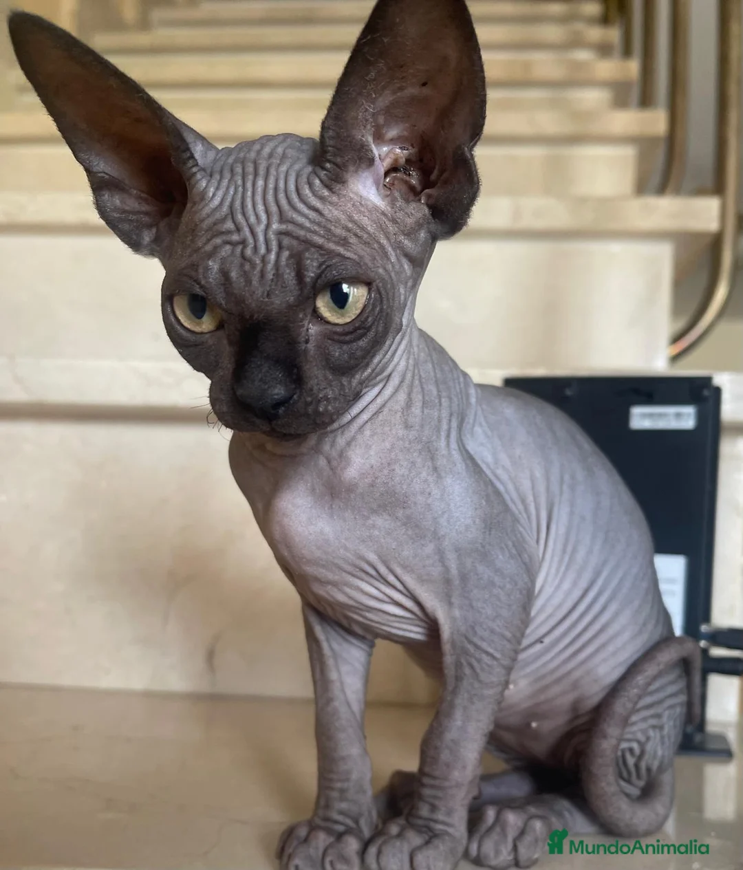 Sphynx gatos en venta: Gatitas sphynx color blanco y negro  - Anuncio 1