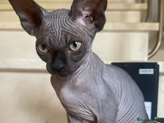 Sphynx gatos Gatitas sphynx color blanco y negro - Anuncio 1