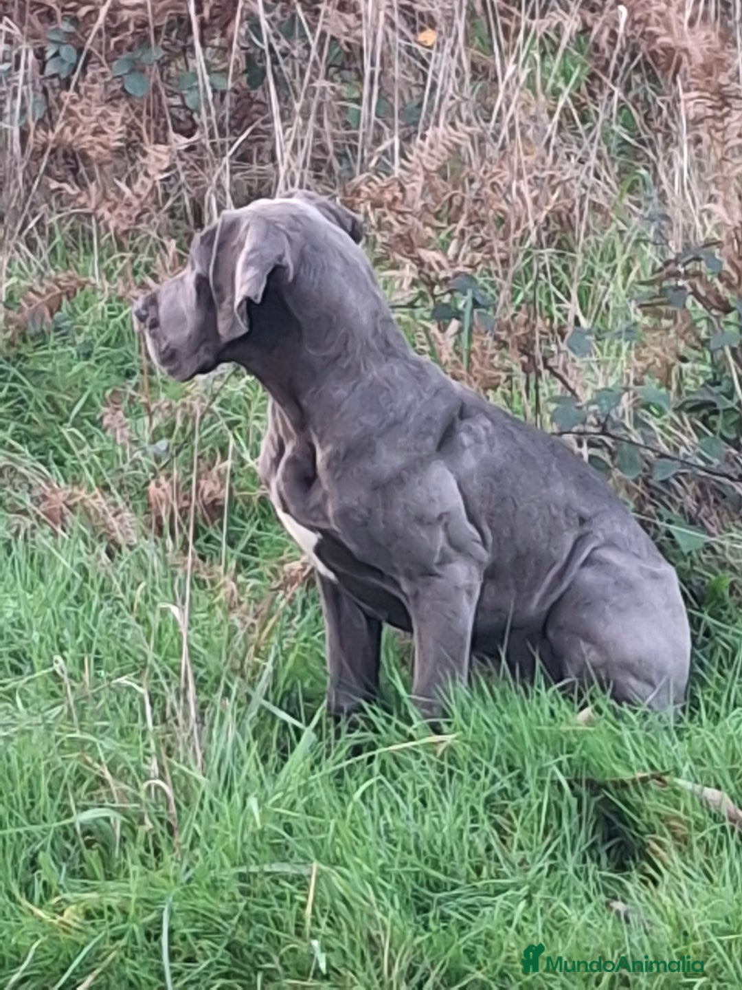 Dogo Alemán perros en venta: Hembra Dogo Alemán  - Anuncio 3