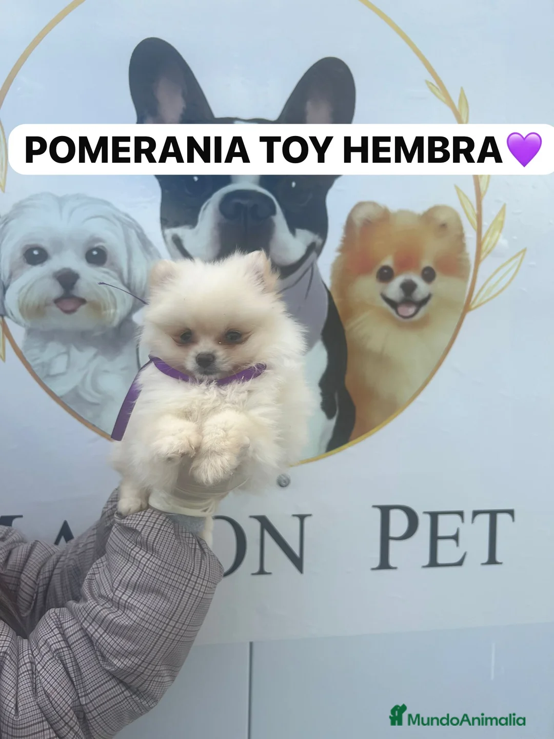 Pomerania perros en venta: CACHORROS DE POMERANIA BLANCOS - Anuncio 2