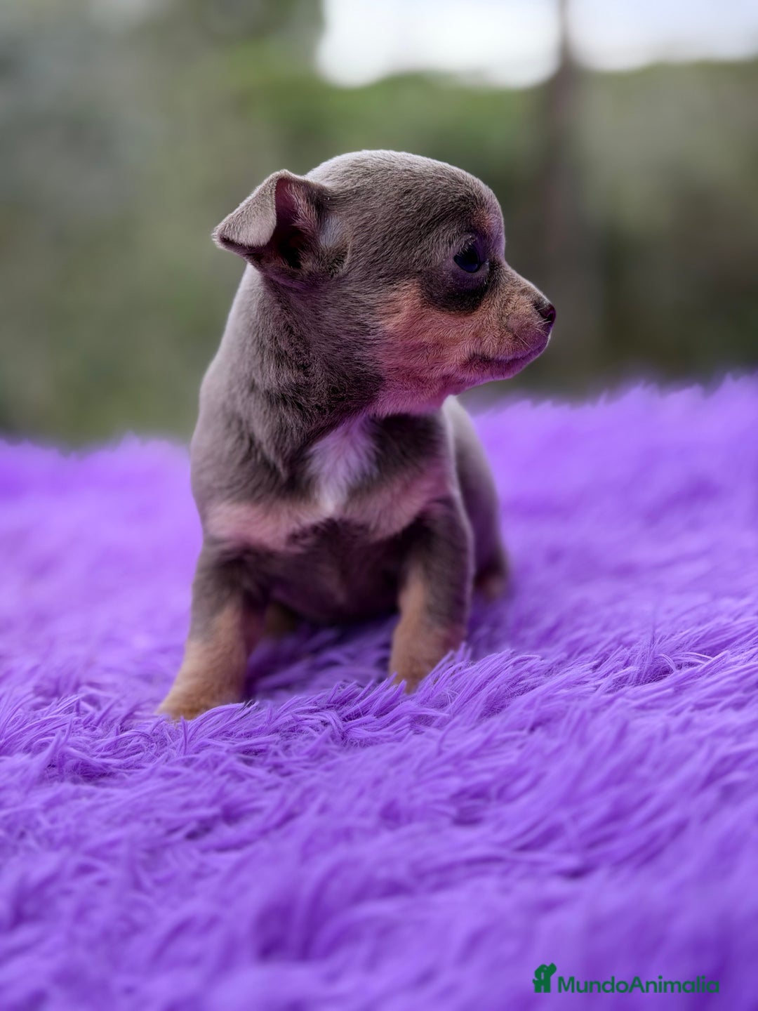 Chihuahua perros en venta: Chihuahua Minitoy  - Anuncio 8