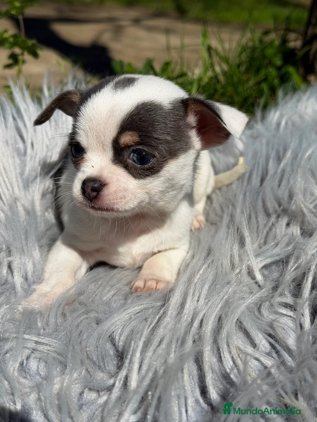 Chihuahua perros en venta: Chihuahua Toy  - Anuncio 2