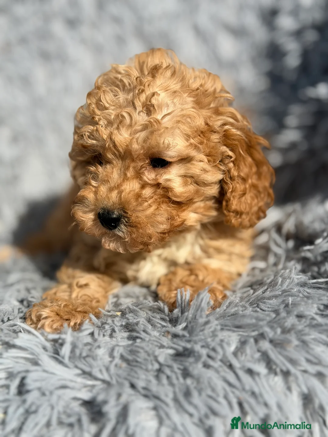 Maltipoo perros en venta: Maltipoo F1B toy - Anuncio 6