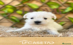 Schnauzer Miniatura perros en venta: Camada de Dalila - Imagen 14