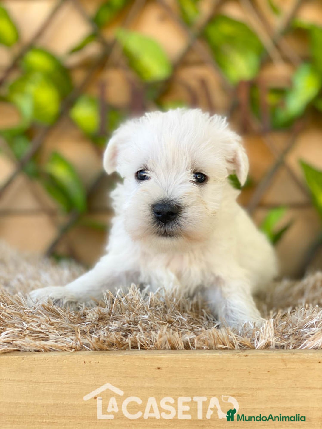 Schnauzer Miniatura perros en venta: Camada de Dalila - Imagen 14